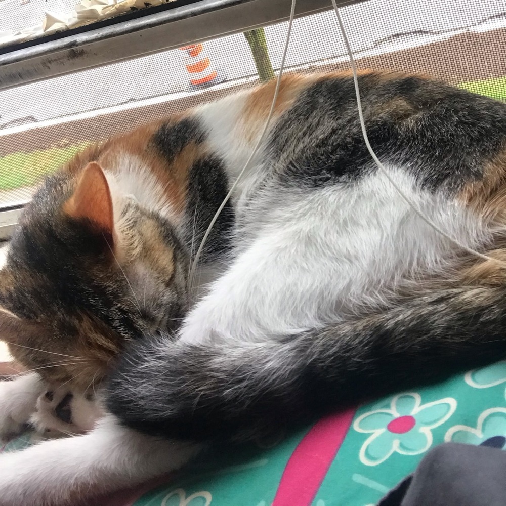 Meet your Posher, Daisy